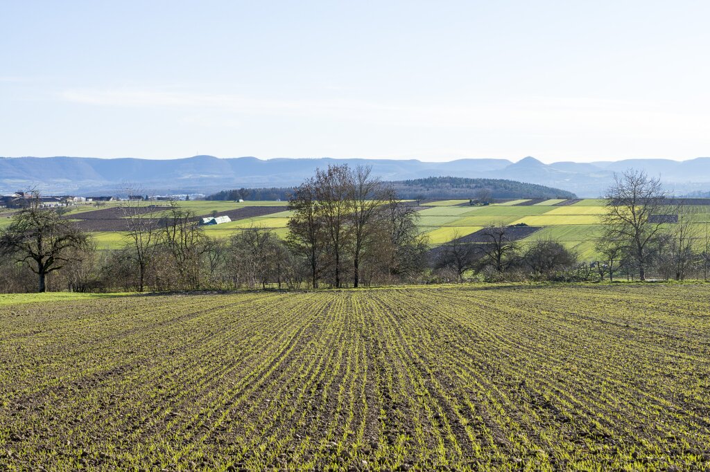 Blick auf ein grünes, frisch bepflanztes Feld mit vereinzelten Bäumen, dahinter weitere Felder und Wälder, im Hintergrund Hügel und ein klarer Himmel.