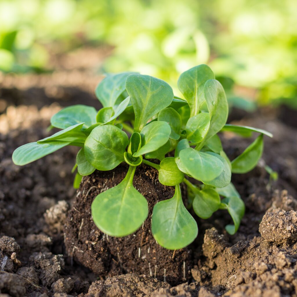 Junge grüne Pflanze mit Wurzelballen auf brauner Erde im Garten.
