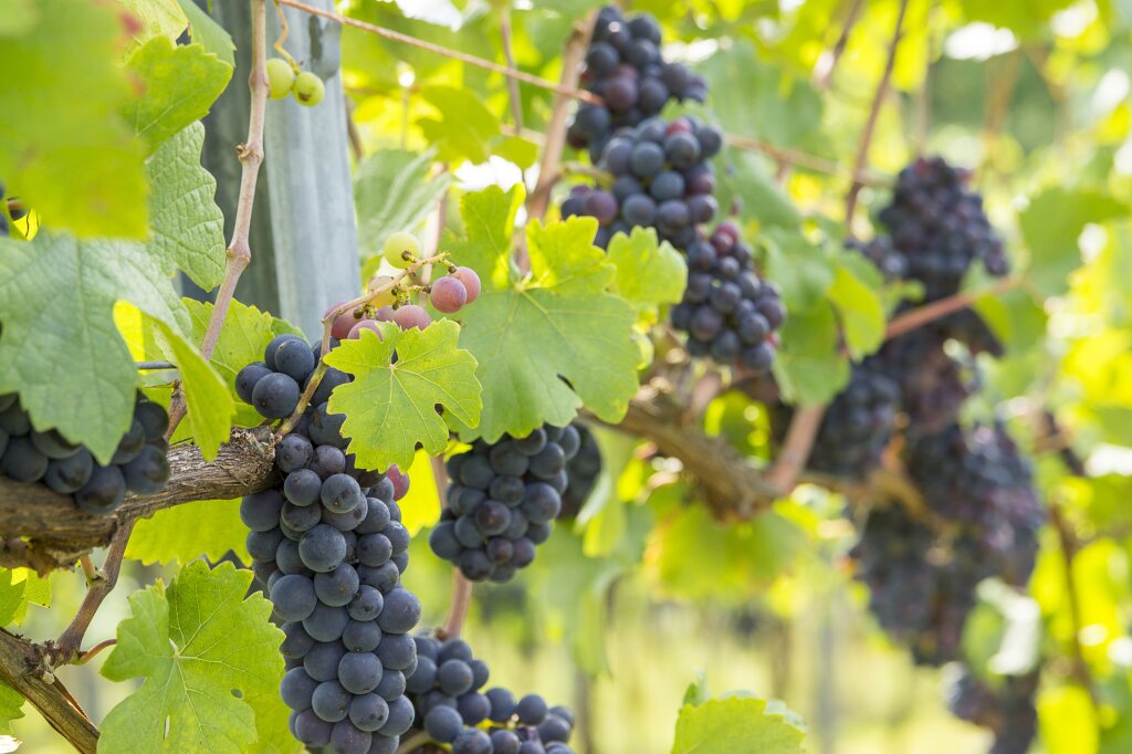 Reife, dunkelblaue Trauben hängen an Reben mit grünen Blättern in einem sonnigen Weinberg.
