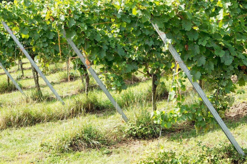 Reihen von grünen Weinreben an Metallstützen in einem sonnigen Weinberg.