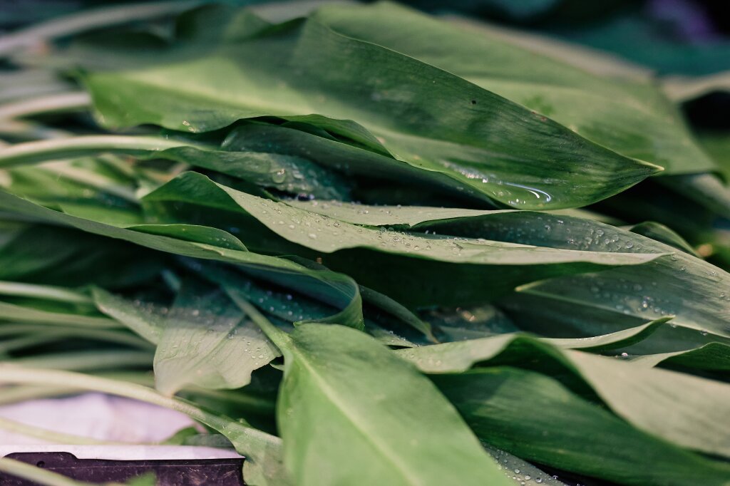Grüne Blätter mit Wassertropfen, die übereinander liegen.