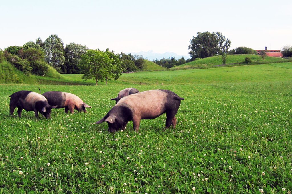 Vier Schweine grasen auf einer grünen Wiese mit Bäumen im Hintergrund.