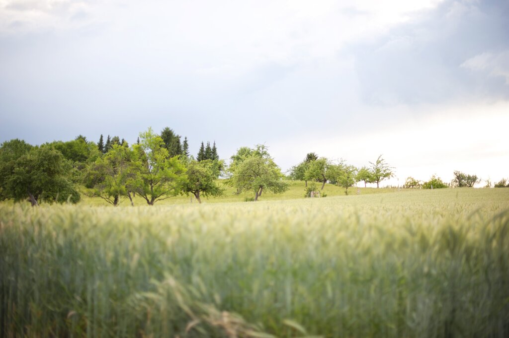 Grüne Wiese mit stehenden Getreidehalmen im Vordergrund, dahinter mehrere Obstbäume und ein bewölkter Himmel.